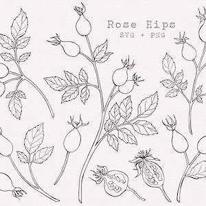 Rosa Mosqueta SVG, Rosa Mosqueta Clip Art, Arte de Linha de Rosa Mosqueta, Arquivo de Corte Cricut, Desenho de Contorno Simples, Tatuagem, Download para Uso Comercial