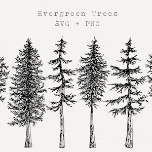 Árbol SVG, PNG, gráficos vectoriales de árboles de hoja perenne, imágenes prediseñadas de bosque dibujadas a mano, arte lineal de bosques, pino, abeto, diseño de árboles