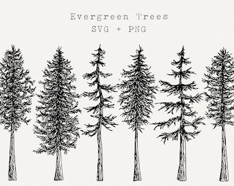 Albero sempreverde disegnato a mano in formato SVG, Clipart della foresta (PNG)