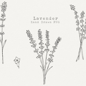 Lavender Clip Art, Lavender PNG, Lavender Line Art, Hand Drawn Lavender for Labels, Logo, Graphic Design, Commercial Use, Lavender Drawing
