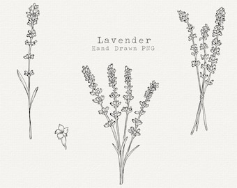 Lavender Hand Drawn Floral PNG Clipart, Botanical Illustration, Flower Graphic (Digital Download