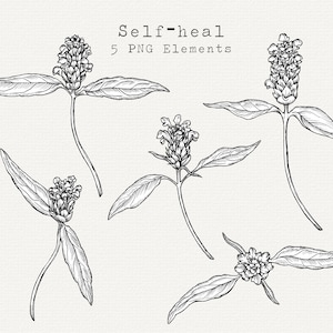 Self-heal, genees alles bloem PNG-illustraties, handgetekende medicinale plant illustratie, kruidengeneesmiddelen, Prunella Vulgaris clipart, commercieel gebruik
