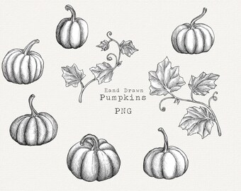 Hand Drawn Pumpkin Clipart, Botanical Pumpkin Illustrations, Fall Harvest PNG Graphics, Halloween Thanksgiving Decor