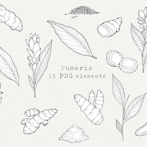Pacote de Clip Art PNG de Cúrcuma, Ilustração de Cúrcuma Desenhada à Mão, Esboço de Arte de Linha de Ervas, Para Uso Comercial, Etiquetas de Especiarias, Plantas Medicinais