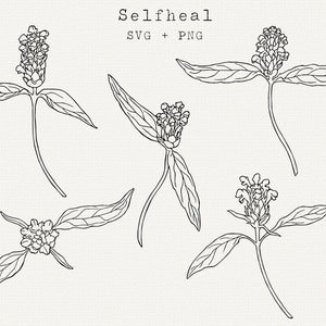 Self-Heal SVG, Heal-All vector clipart, medicinale plant illustratie, botanische lijntekeningen gesneden bestand, Prunella vulgaris tekening, commercieel gebruik