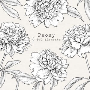 Fleur de pivoine PNG Clip Art, pivoines dessinées à la main, clipart ligne botanique floral, usage commercial, décoration de faire-part de mariage, art de tatouage
