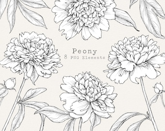 Peony Line Art Clipart, Floral Drawing, Botanical Illustration (PNG Digital Download, 8 Elements)