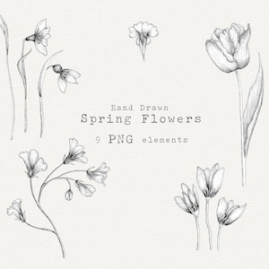 Handritade vårblommor PNG Clipart, botanisk illustration, blommiga designelement