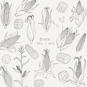 Puede incluir: Ilustraciones en blanco y negro de mazorcas de maíz, granos y tallos de maíz. La palabra "Corn" está escrita en el centro de la imagen, junto con "SVG + PNG". La imagen presenta varios elementos relacionados con el maíz.
