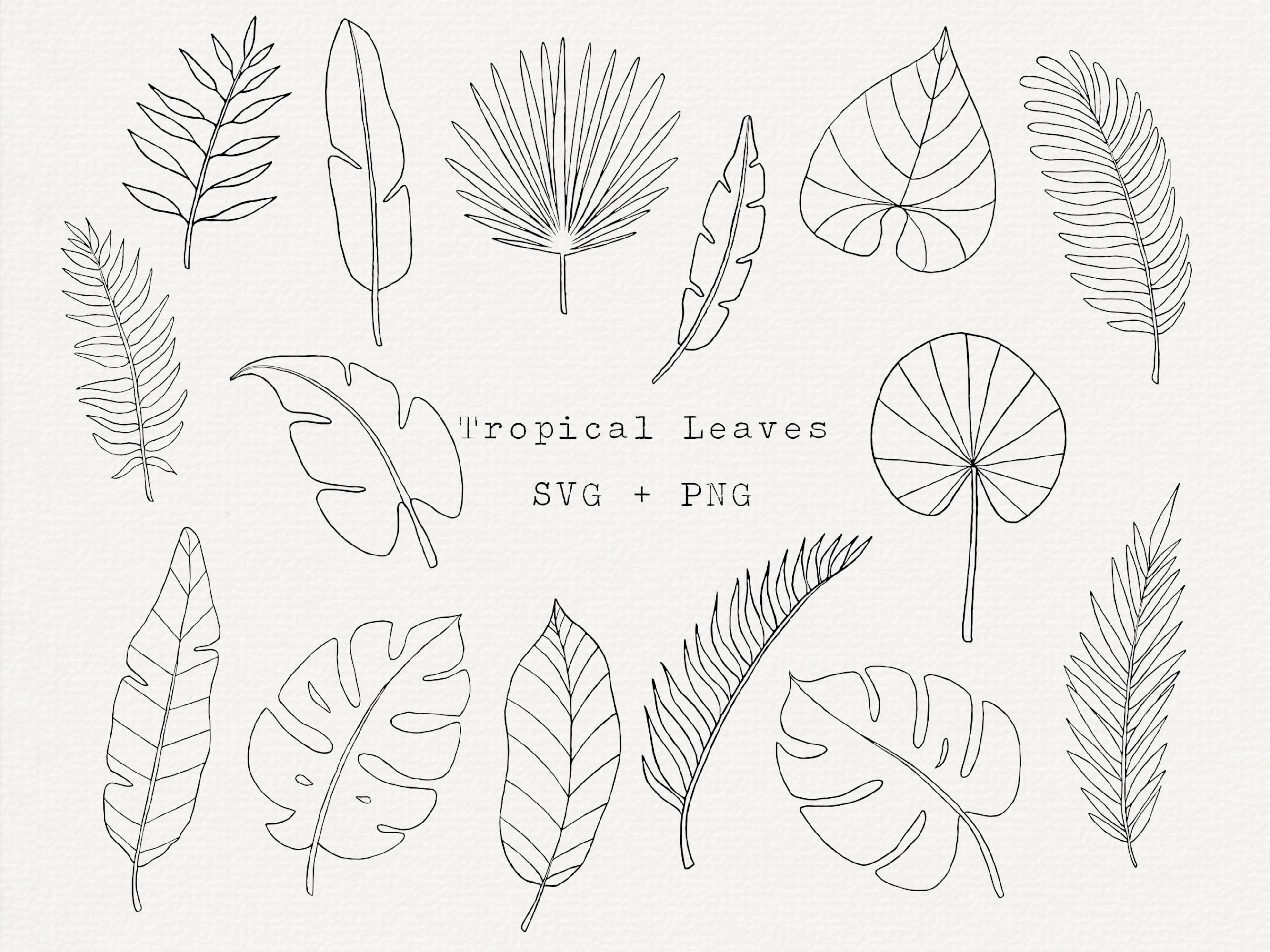 Tropisch blad SVG-bundel, tropische bladeren clipart, zomergroen zeer fijne  tekeningen, eenvoudig overzicht verlof, monsterablad, palm, gesneden  bestand voor Cricut - Etsy België, image size:2667x2000