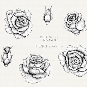 Hand Drawn Rose Clip Art, Hand Drawn Rose PNG, Black and White Floral Clipart, for Wedding, Botanical Line Art, Rose PNG Digital Download