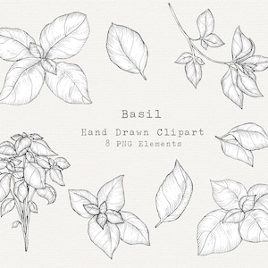 Basil PNG Clip Art, Ilustração Desenhada à Mão, Arte de Linha de Ervas, Desenho de Basil, Clipart de Jardim de Ervas, Para Etiquetas, Branding, Logotipo, Uso Comercial