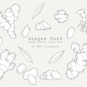 Ginger Clip Art, Ginger Root Clipart, Especiarias, Assando, Cozinhando, Clipart de Cozinha, Gengibre Desenhado à Mão, Plantas Medicinais, PNG para Uso Comercial