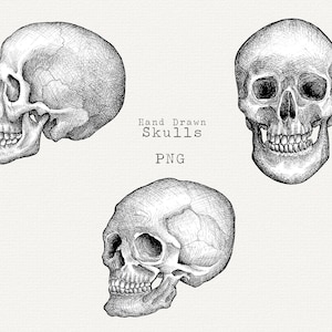 Skull Clip Art, Hand Drawn Skull PNG, Realistic Skull Drawing, Vintage Illustration, Halloween Graphics, Halloween Line Art Instant Download