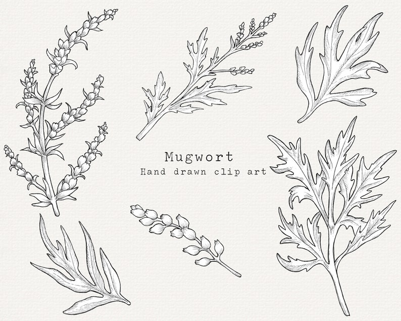 Mugwort Herb Clip Art Herbal Remedies Clipart Medicinal Etsy