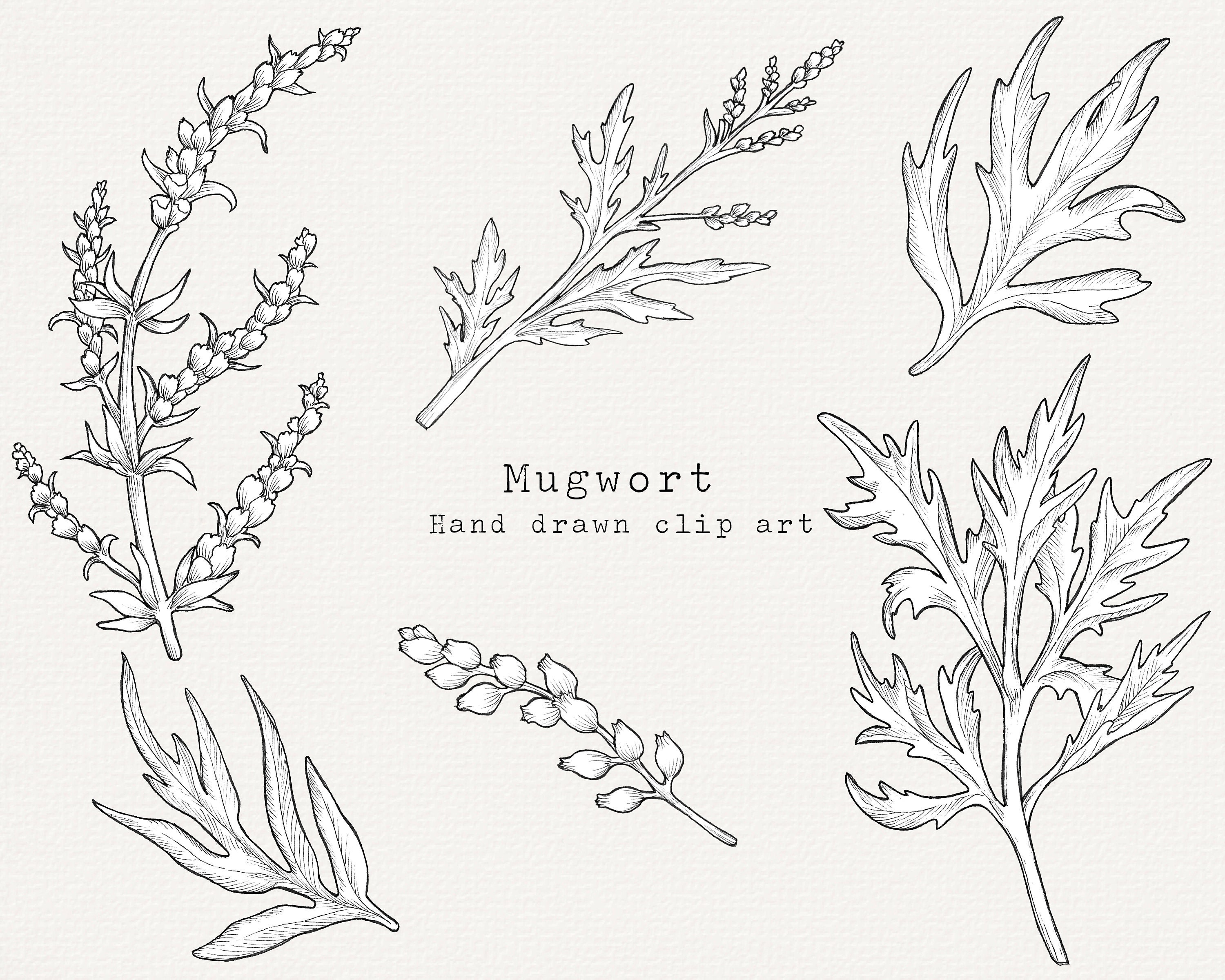 Mugwort Herb Clip Art, Herbal Remedies Clipart, Medicinal herbs, Botanical Illustration, Hand Drawn Herbs PNG, Black and White Line Art