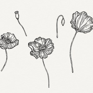 Poppy SVG, Poppies Vector, Floral Line Art Clipart, Botanical ...
