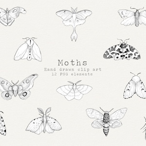Moth Clipart, Hand Drawn Moth Line Art, Insect Clipart, Magic Clipart, Mystical Clipart, Witchy Clip Art, Gothic Clipart Hand Drawn Moth PNG