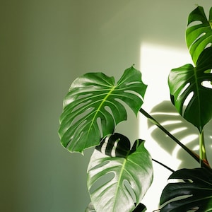 Monstera Deliciosa Cutting | Split leaf Plant| Indoor and Outdoor Plant. | Easy Plant | Rooted Cutting | Swiss Cheese Plant| Starter Plant
