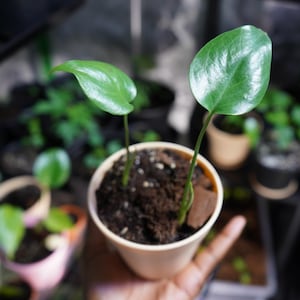 Ukorzeniona roślina startowa Monstera Deliciosa - 2 sztuki