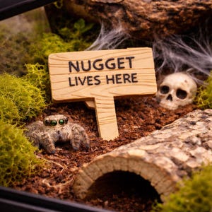 May include: A tan jumping spider with large green eyes sits in a terrarium next to a wooden sign that reads NUGGET LIVES HERE. The enclosure features brown soil, green moss, a small human skull replica, and a curved piece of bark for shelter.