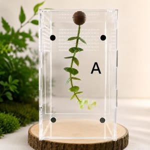 May include: A clear rectangular acrylic enclosure featuring a vertical row of ventilation holes and four black circular fasteners. Inside, a single green leafy vine hangs from a brown spherical knob at the top. The letter A is printed in black.