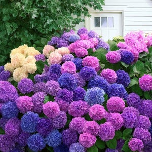 Blue Pink Purple Hydrangea Seeds – 100pcs Colorful Perennial Flowers for Home Garden Planting
