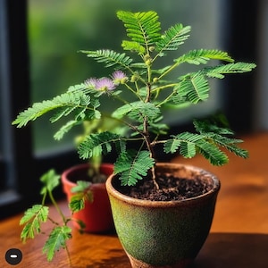 Mimosa Pudica Seeds – Sensitive Plant, Also Known as Shy Plant or Touch-Me-Not – Exotic Non-GMO Heirloom Annual Flower with Pink Blooms