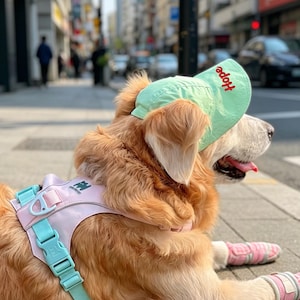 Könnte beinhalten: Ein Golden Retriever trägt eine hellgrüne Kappe mit dem Wort "Hope" in Rot, ein rosa-türkisfarbenes Geschirr und rosa Stiefel. Der Hund liegt auf einem Bürgersteig, mit einer Stadtstraße im Hintergrund.