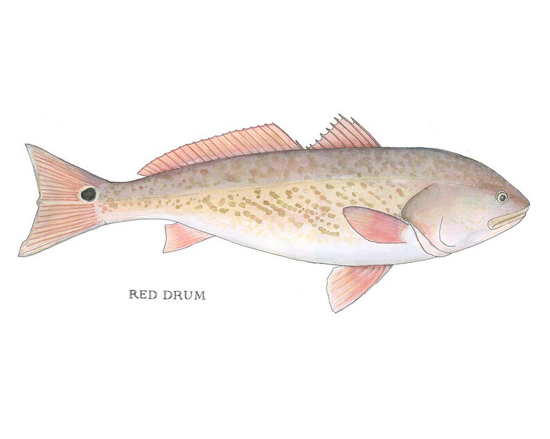 Red Drum Fish Watercolor Art Print Etsy