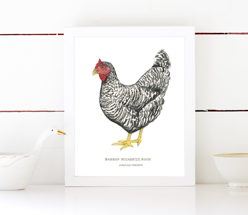 Barred Plymouth Rock Chicken Watercolor Nature Illustration Art Print