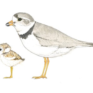 Custom Wildlife Bird Illustration in Watercolor image 7