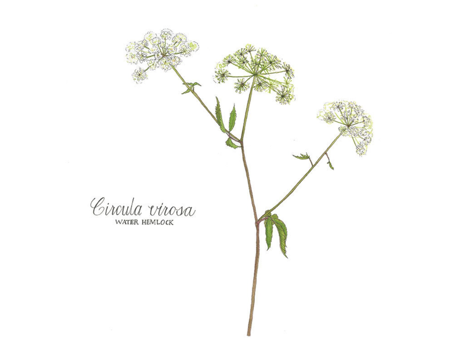 Water Hemlock and Queen Anne's Lace, Watercolor Botanical Illustration