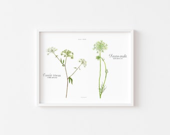 Water Hemlock and Queen Anne's Lace,  Watercolor Botanical Illustration, 16x20"