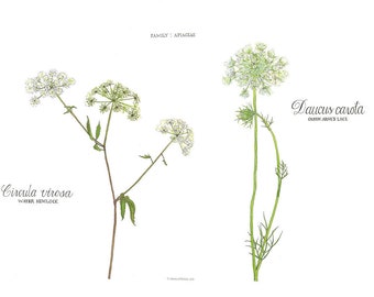 Water Hemlock and Queen Anne's Lace,  Watercolor Botanical Illustration, 16x20"
