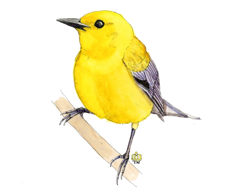 Custom Wildlife Bird Illustration in Watercolor image 6