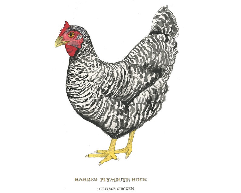 Barred Plymouth Rock Chicken Watercolor Nature Illustration Art Print