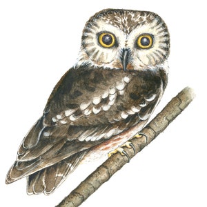 Custom Wildlife Bird Illustration in Watercolor image 9