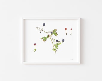 Wild Blackberries, Watercolor Botanical Illustration, Original