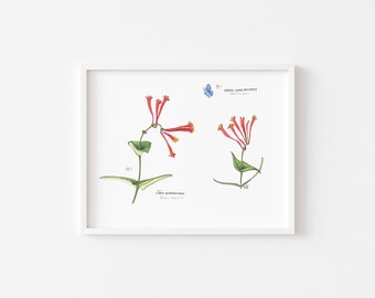 Coral Honeysuckle and Spring Azure Butterfly Original Watercolor Illustration