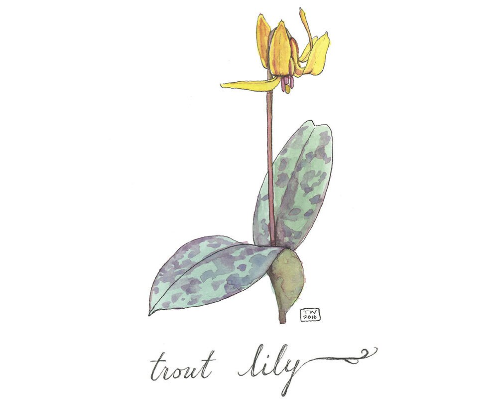 Trout Lily Watercolor Botanical Illustration Postcard Etsy