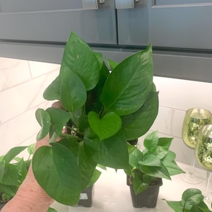 May include: Several potted pothos plants with vibrant green heart-shaped leaves. The plants are in small black pots, with one plant being held up. The background includes a white countertop and gray cabinets.