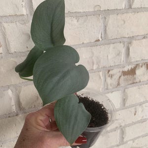 Puede incluir: Una pequeña planta en maceta con hojas grandes de color verde plateado. La planta está en un recipiente de plástico transparente lleno de tierra oscura. El fondo es una pared de ladrillos blancos.