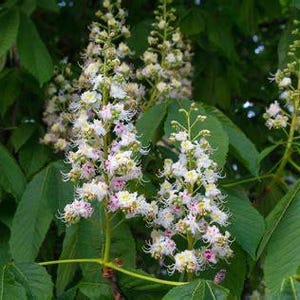 Sweet Chestnut Flower Essence