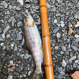 Puede incluir: Una trucha recién pescada con escamas iridiscentes plateadas y rosadas yace junto a una caña de pescar de bambú lisa y segmentada. El pez presenta manchas oscuras a lo largo de su línea lateral y una cola translúcida, colocada verticalmente.