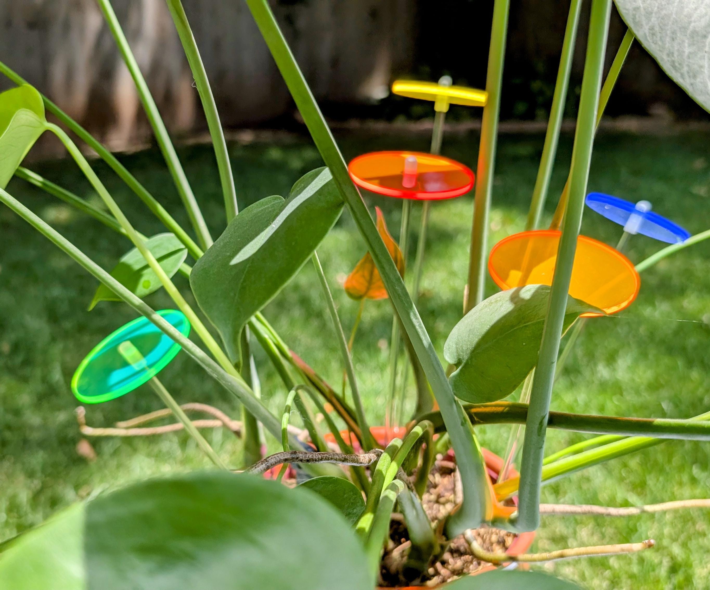 Mini Orbiters – Set of 5 Filler Stems - Etsy