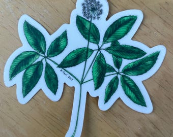 Medicinal Plant Sticker: Ginseng