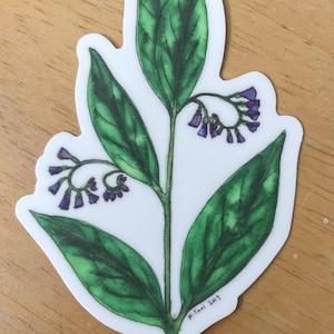 Puede incluir: Una pegatina con una ilustración botánica de una planta con hojas verdes y pequeñas flores moradas. Las hojas están detalladas con sombreado, y las flores están agrupadas en los extremos de los tallos. La pegatina tiene un borde blanco y está sobre una superficie de madera.