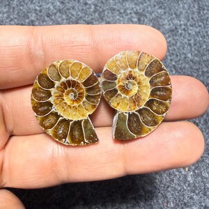 Könnte beinhalten: Zwei polierte Ammoniten-Fossilien mit einer spiralförmigen Schalenstruktur und ausgeprägten Kammern. Die Fossilien zeigen eine warme Farbpalette aus Goldgelb, Bernstein und tiefen Brauntönen, die die natürlichen Muster des prähistorischen Weichtiers betonen.