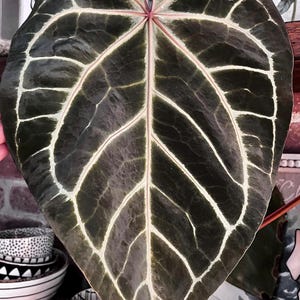 Chocolate Anthurium Crystallinum - Etsy